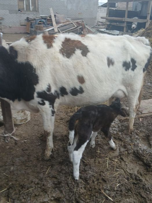 Сиыр   бузауымен