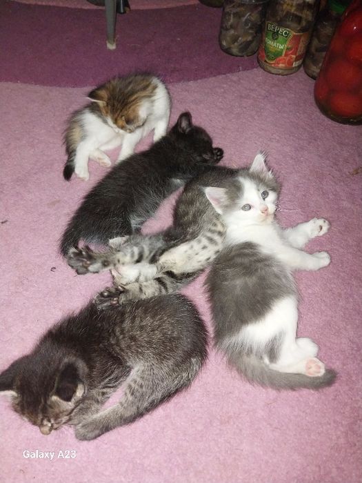 Отдам котят даром