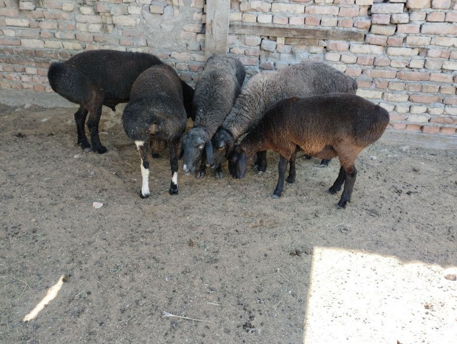 Qoy qoylar qochqor