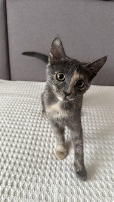Девочка котенок