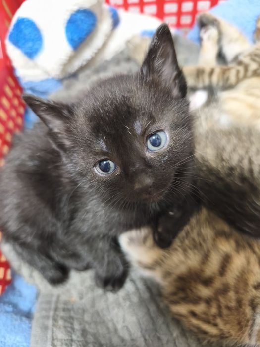 Ласковая кошечка