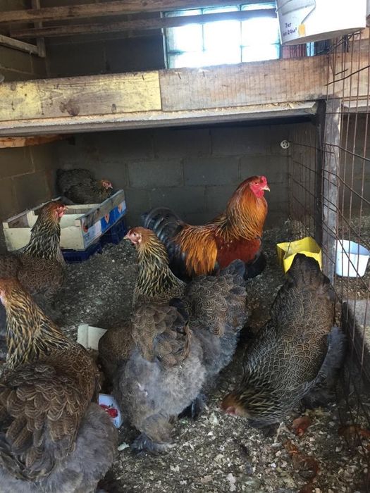 Брама Яйца по 900 тг