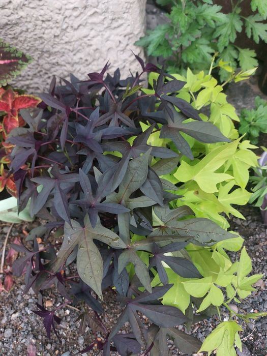 Гвоздика и ипомея