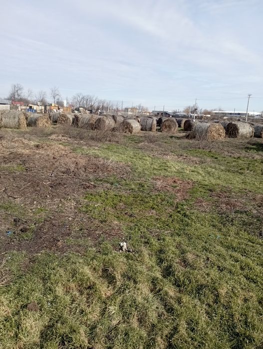 Vând 60 baloți de ciocăni cu frunze