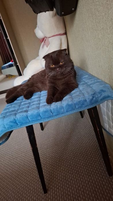 Вязка кот шатландиц