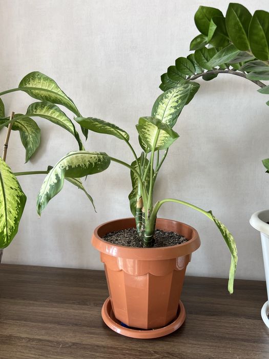 Продам комнатные цветы недорого