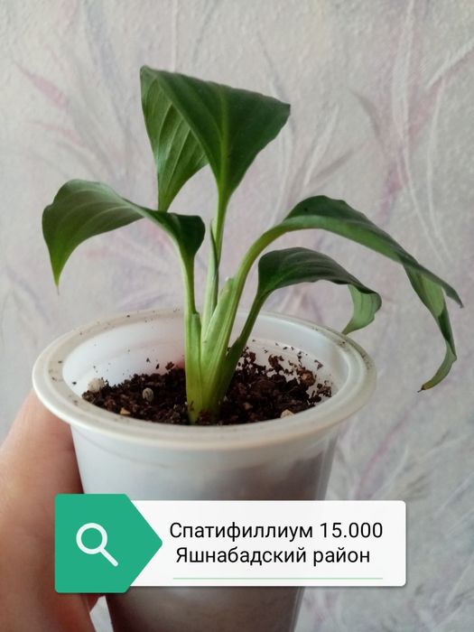 Продаю разные комнатные растения.