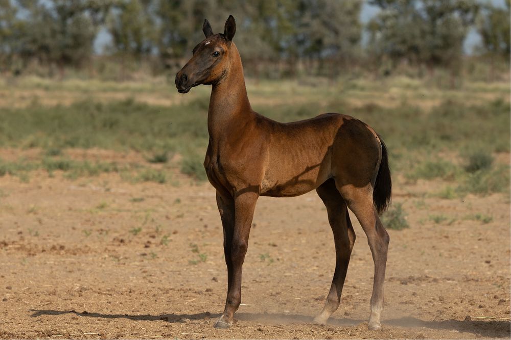 Ахалтекинские жеребята