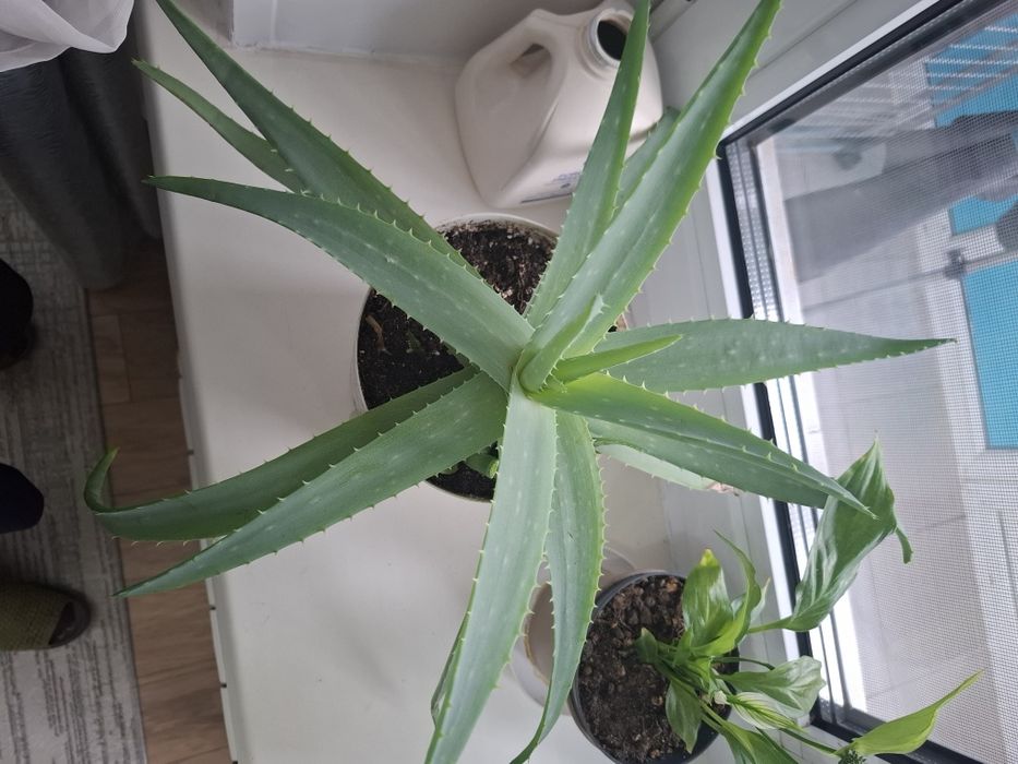 Комнатные растения-алое вера