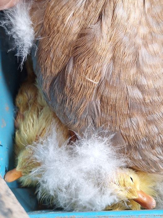 Cloșcă rață cu 10 boboci rață indiana alergătoare .