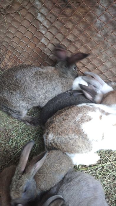 Зайци кръстоска с великан