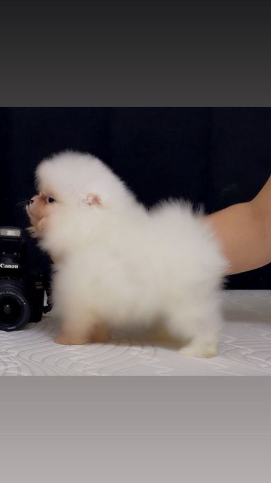 Щенки мини шпиц мальчики