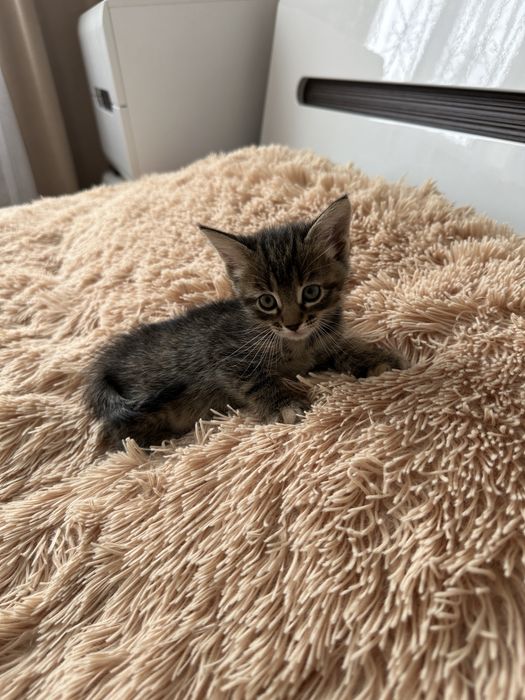 Отдам котят в добрые руки