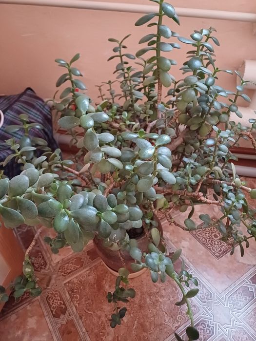 Продам комнатный цветок