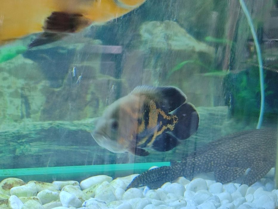 Рыбы глазчатый астранокус