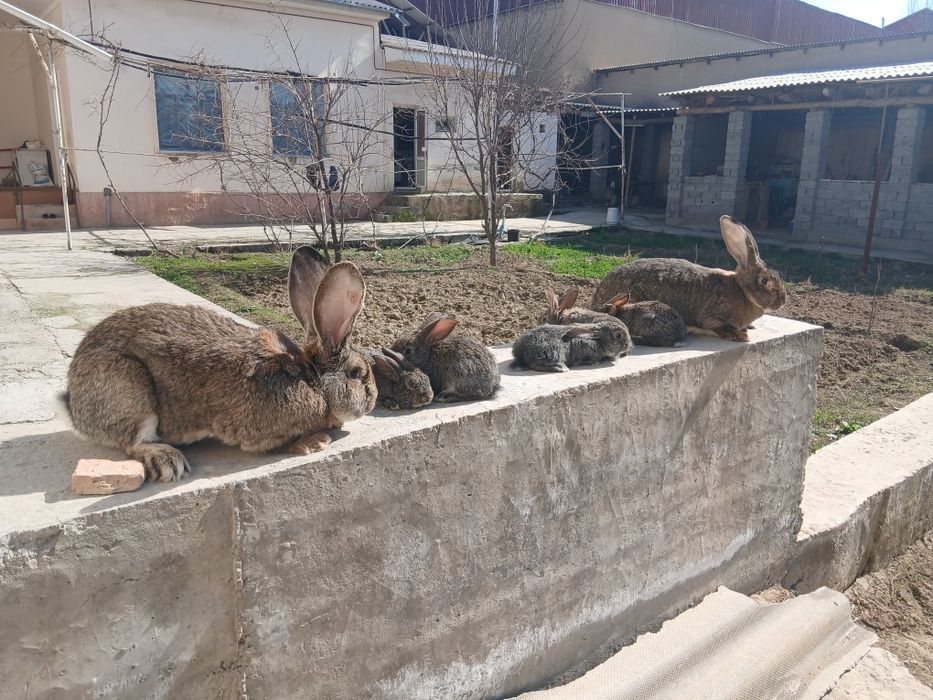 Фландир куйон болалари
