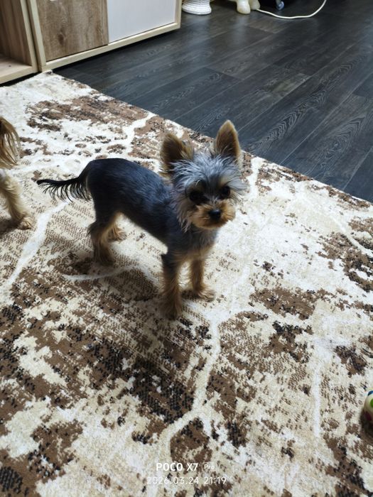 Йоркширский терьер