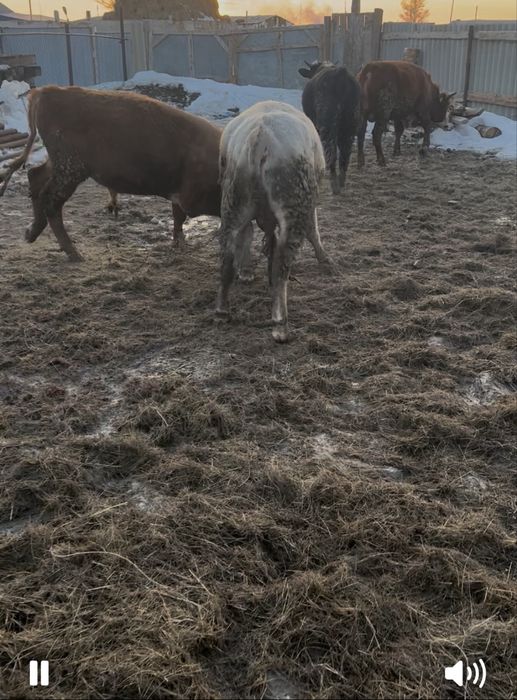 Откорм бұқа сатылады