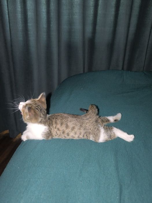 Котёнок 2 месяца в добрые руки