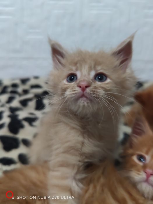 Продам котят породы Мейн Кун