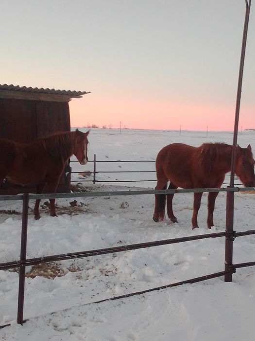 Продам кабыл 5.5лет