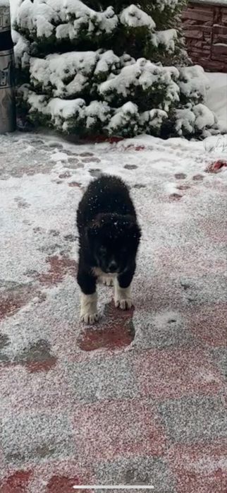 Алабай Сао төбет еркек