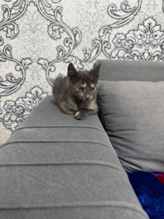 Отдам котенка даром