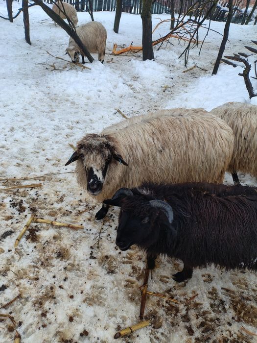 Disponibile oi tinere