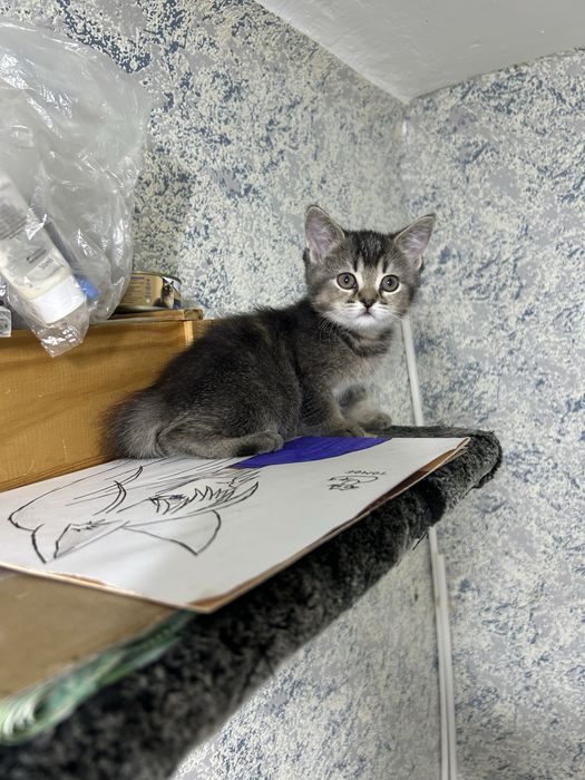 Продам красивого котенка девочка