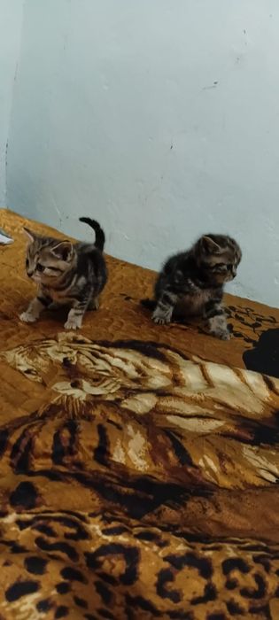 Котята британские