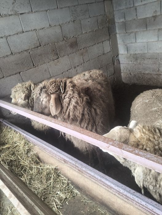 Қои бордақы шаруа тоқты