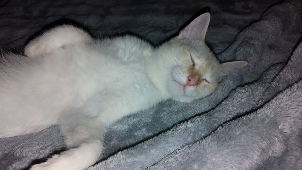 Домашние животные