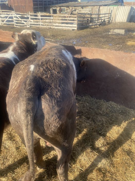 Продам упиттанного бычка