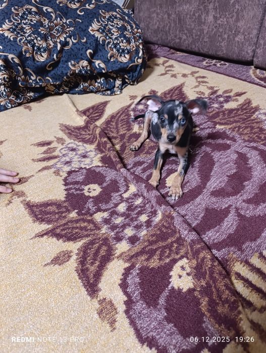 Щенок Тойчик мраморный