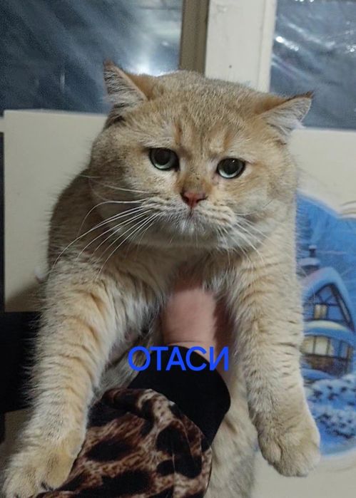 Вяскага Британский золотистый  вязкага опитни