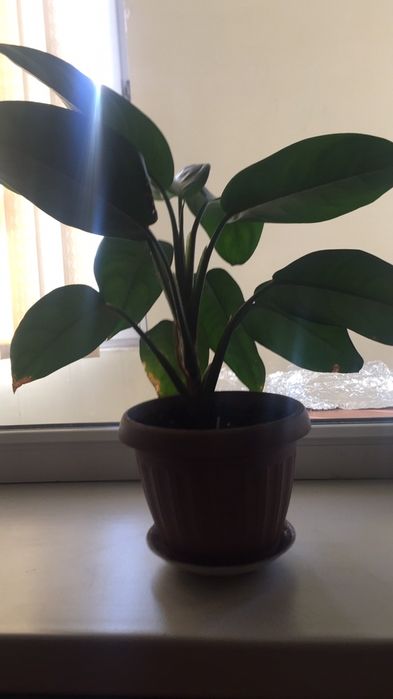 Цветы растение аглаонема