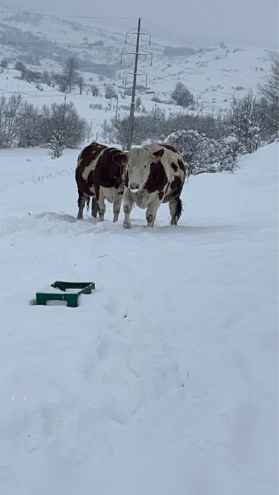 Vand juninci gestante