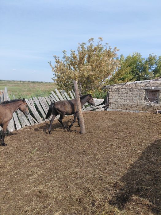 Продам 3 тая с откорма