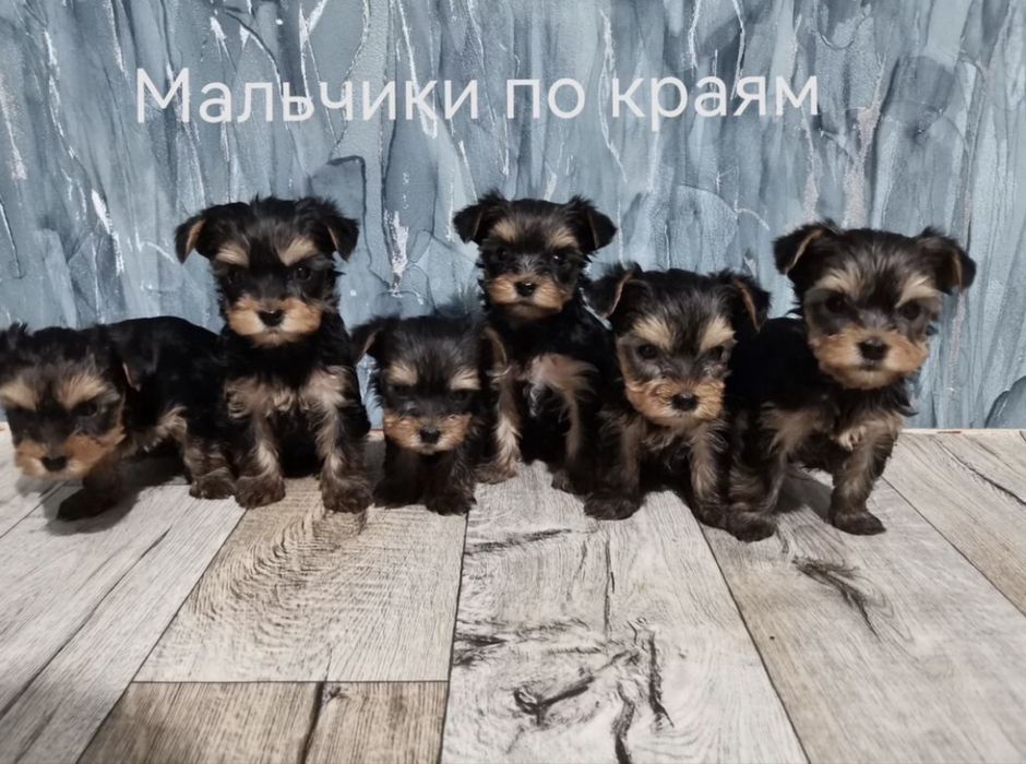 Йоркширский терьер щенки рассрочка