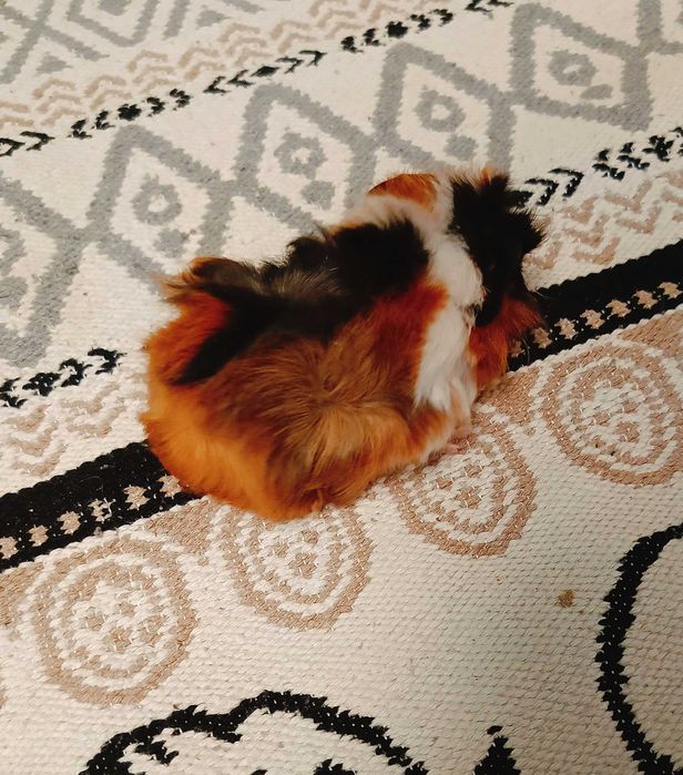 Морски свинчета,  1 месец.