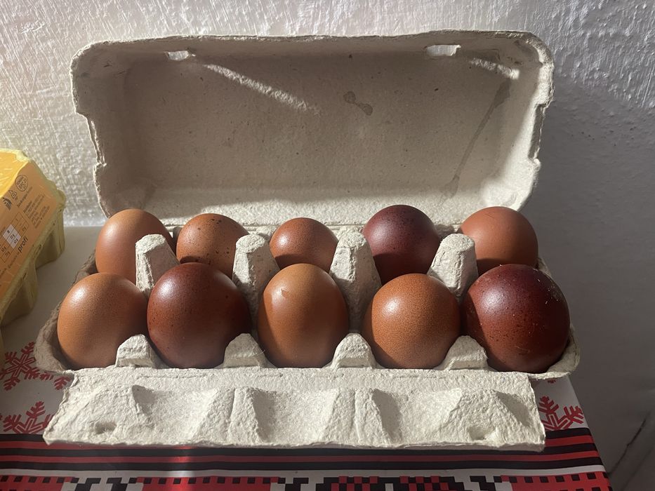 Vand oua incubat rasa Marans