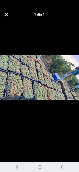 Vindem struguri de vin disponibil oriunde în tara pentru detalii și comenzi in privat