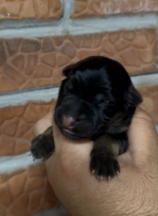 Mascul ciobanesc german cu pedigree TOP