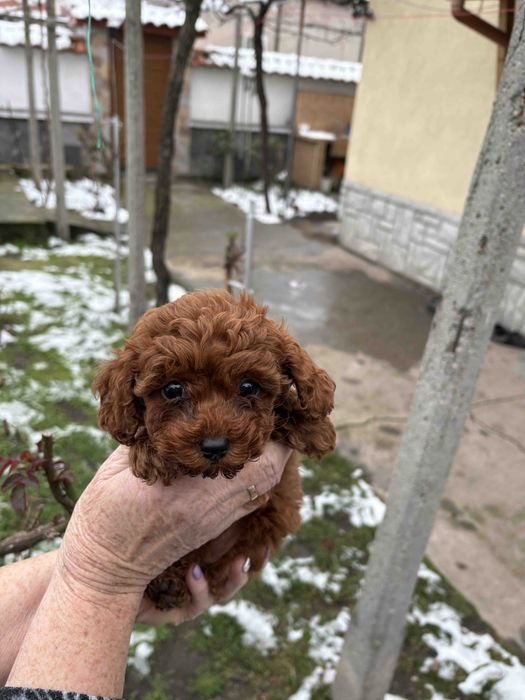 Пухкави Той Пуделчета