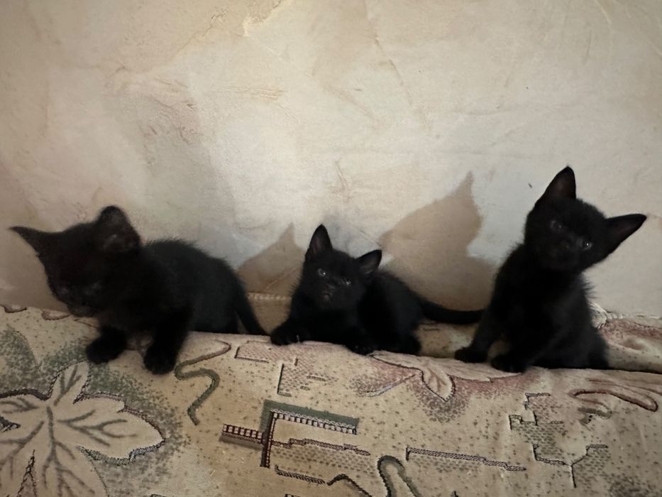Отдам котят бесплатно