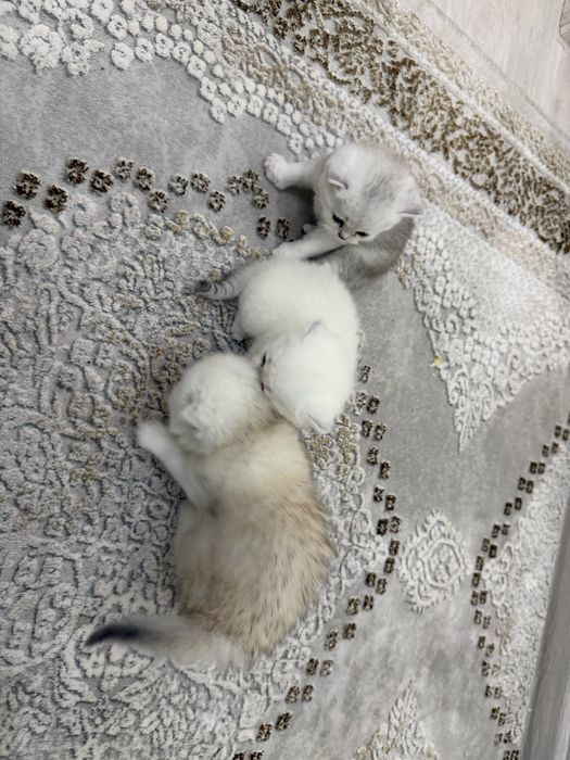 Продаются чисто кровный серебристий шиншилли котяти