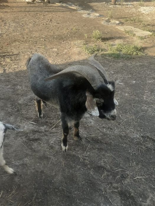 Теке сатылады екы жасар