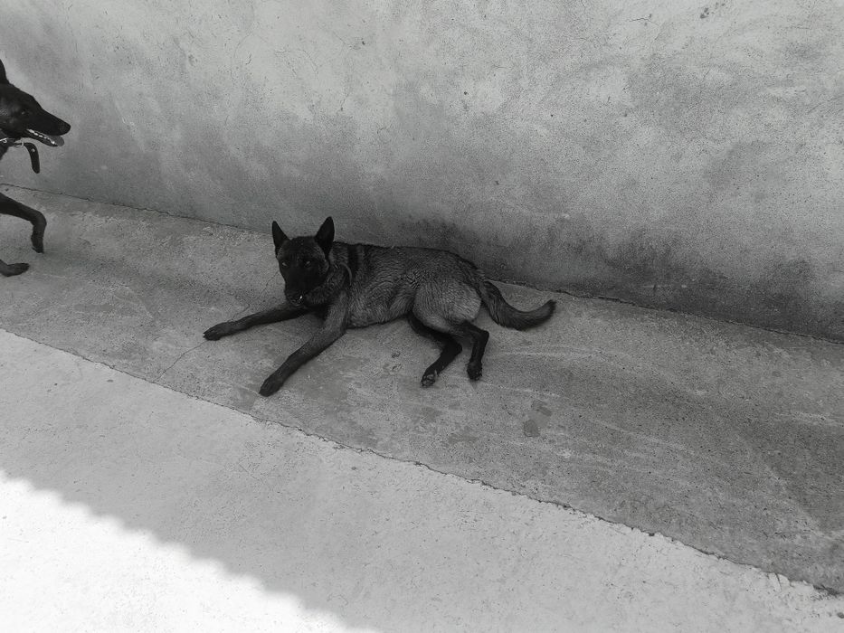 OnePlus Nord 2T 5G