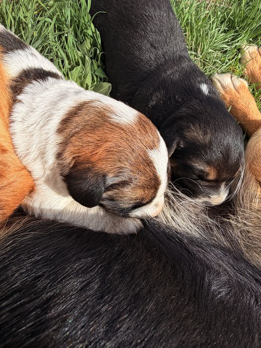 Отдам щенков в добрые руки