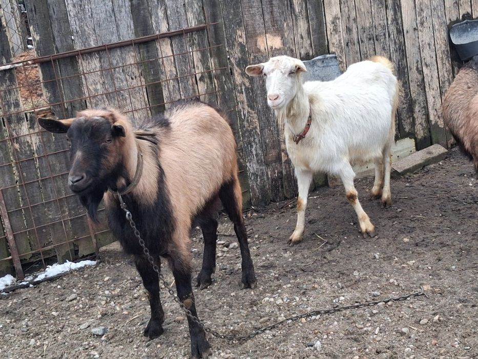 Vindem capra gestantă